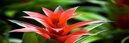 鸿运当头绿植怎么养