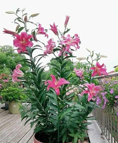 北方家里适合养什么绿植