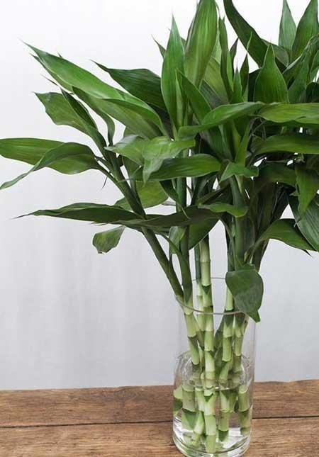 办公室内养什么花