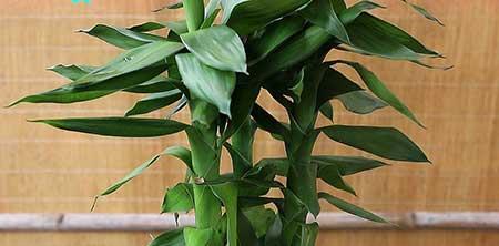 办公室内养什么花