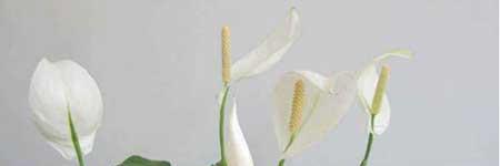 一帆风顺盆栽怎么养