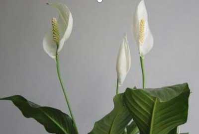 一帆风顺盆栽怎么养