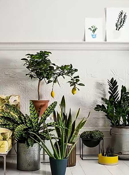 卧室适合养的花