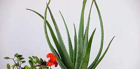 卧室适合养的花