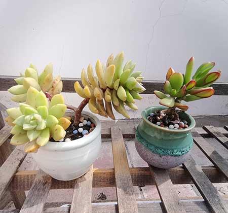 卧室适合养的花