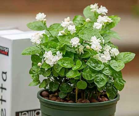 卧室适合养的花