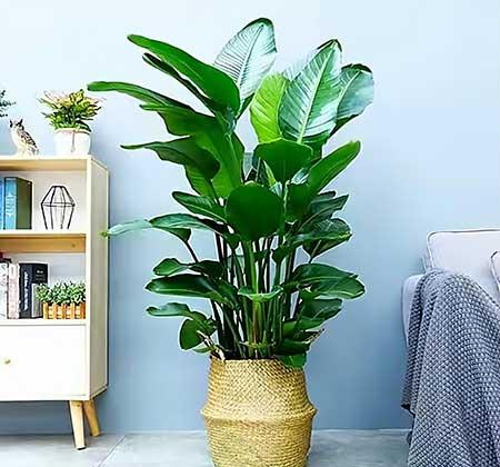 卧室适合养的花