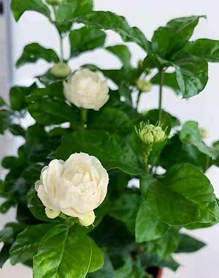 卧室适合养的花