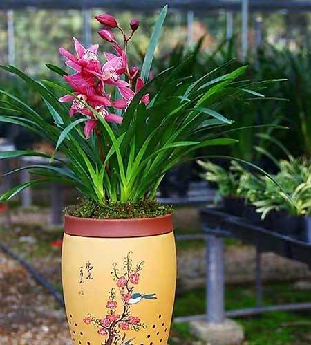 卧室适合养的花