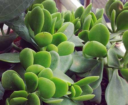 卧室适合养的花