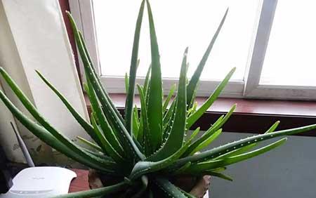 卧室适合养的花