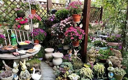 北方家庭适合养什么花卉