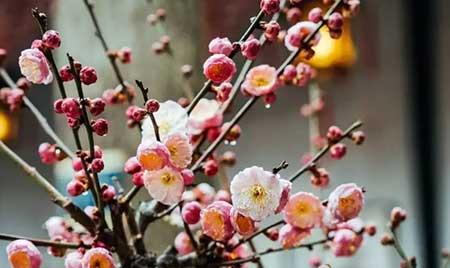 北方家庭适合养什么花卉