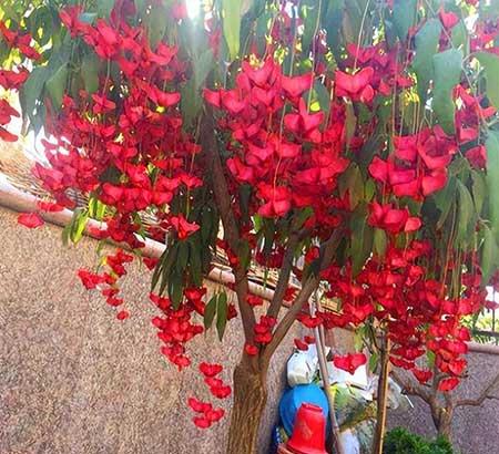 北方家庭适合养什么花卉