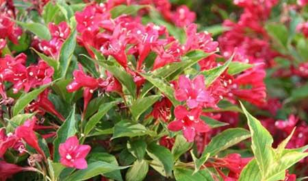 北方家庭适合养什么花卉