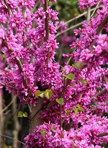 北方家庭适合养什么花卉