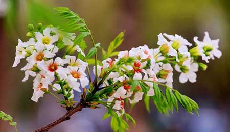 北方家庭适合养什么花卉