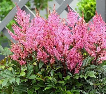 北方家庭适合养什么花卉