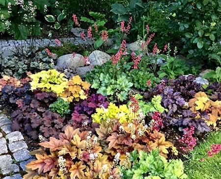 北方家庭适合养什么花卉