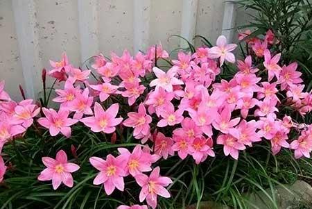 北方家庭适合养什么花卉