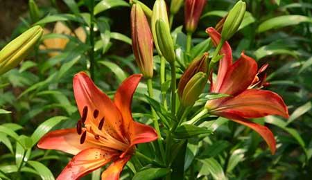 北方家庭适合养什么花卉