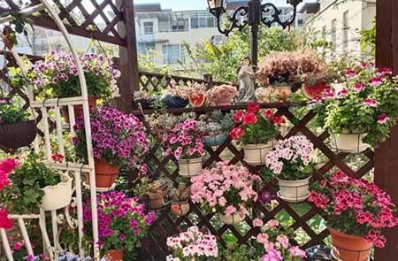 北方家庭适合养什么花卉