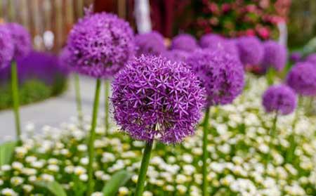 北方家庭适合养什么花卉