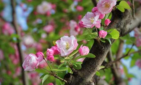 北方家庭适合养什么花卉