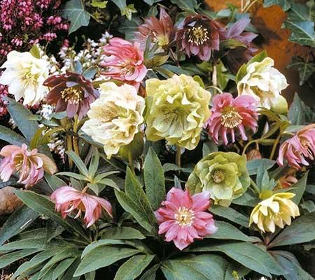 北方家庭适合养什么花卉