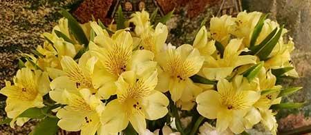 北方家庭适合养什么花卉