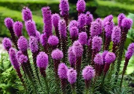 北方家庭适合养什么花卉