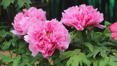 北方家庭适合养什么花卉