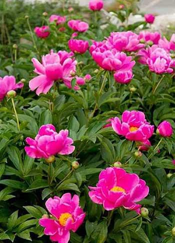 北方家庭适合养什么花卉