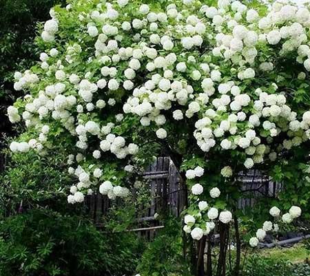 北方家庭适合养什么花卉