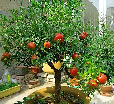 北方家庭适合养什么花卉