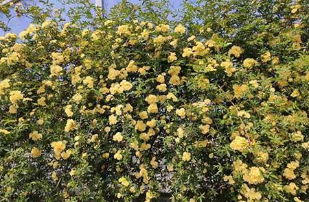 北方家庭适合养什么花卉