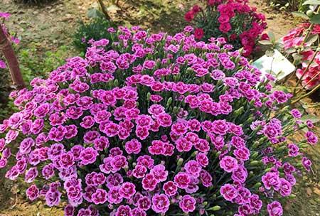 北方家庭适合养什么花卉