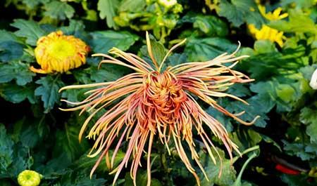 北方家庭适合养什么花卉