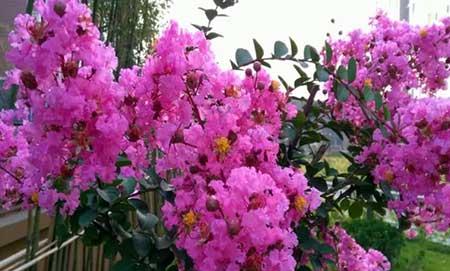 北方家庭适合养什么花卉