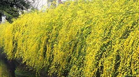 北方家庭适合养什么花卉