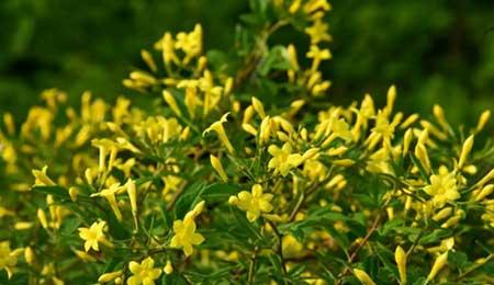 北方家庭适合养什么花卉