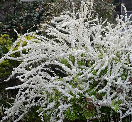 北方家庭适合养什么花卉