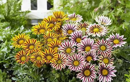 北方家庭适合养什么花卉