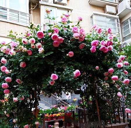 北方家庭适合养什么花卉