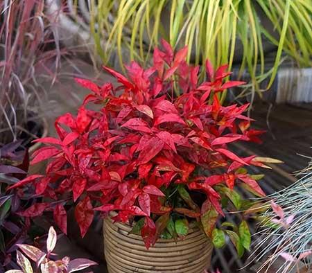 北方家庭适合养什么花卉