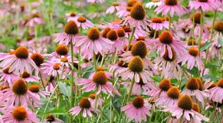 北方家庭适合养什么花卉