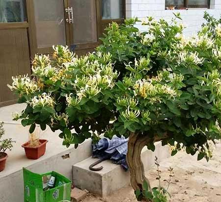 北方家庭适合养什么花卉