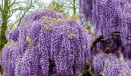 北方家庭适合养什么花卉