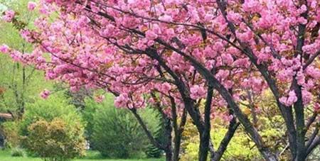 北方家庭适合养什么花卉