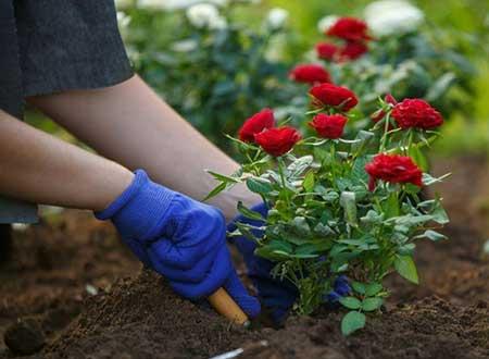 月季树怎么养护